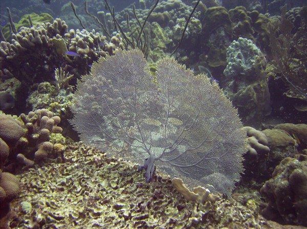 Click for the original image