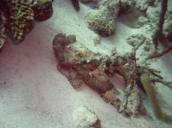 Click for the original image