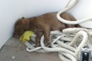 5-sailing4 * The skipper got tired out * 3072 x 2048 * (2.24MB)