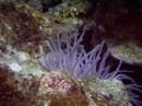anemone * Anemone * 2048 x 1536 * (1.28MB)