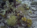 anemone2 * 2048 x 1536 * (1.33MB)