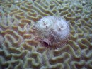 christmas_tree_worm1 * The first of several Christmas Tree Worms * 2048 x 1536 * (1.34MB)