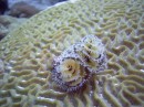 christmas_tree_worm2 * More * 2048 x 1536 * (1.33MB)
