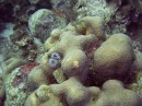 christmas_tree_worms * 2048 x 1536 * (1.33MB)