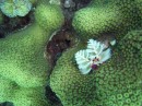 christmas_tree_worms4 * 2048 x 1536 * (1.33MB)