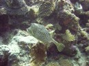 cowfish_honeycomb2 * Honeycomb Cowfish * 2048 x 1536 * (1.33MB)
