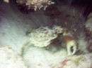 crab * Blurry, but it's the only crab picture we captured. We saw a couple and as Chris said 