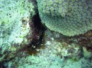 crab_hermit * It's difficult to see, but to the right of the center at the bottom of the picture, you can just barely see the legs coming out of what appears to be a hermit crab. Not sure of its name but it seems to be an underwater relative. * 2048 x 1536 * (1.32MB)