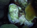 crab_hermit2 * Another 