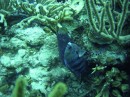 damsel_sargent_major * A male sargent major damsel fish. They are normally white & yellow, but the males turn blue when they are mating and guarding eggs. * 2048 x 1536 * (1.32MB)