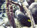 damsel_yellowtail * Yellowtail Damsel fish * 2048 x 1536 * (1.31MB)