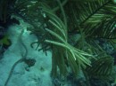 eel_sharptail * Sharptail eel - looks like a snake * 2048 x 1536 * (1.32MB)