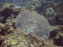 fan1 * A gorgonian fan coral * 2048 x 1536 * (1.33MB)