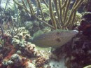 filefish_scrawled * The first of several filefish - this one is a scrawled filefish. * 2048 x 1536 * (1.33MB)