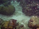 filefish_white_spotted * A white spotted filefish. * 2048 x 1536 * (1.36MB)
