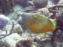 filefish_white_spotted2 * One of Barb's favorite - we called them 