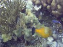 filefish_white_spotted3 * 2048 x 1536 * (1.33MB)