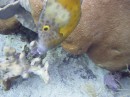 filefish_white_spotted_4 * 2048 x 1536 * (1.35MB)