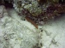 fire_worm * A fireworm - looks like a centipede * 2048 x 1536 * (1.34MB)
