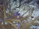 flamingo_tongue * another flamingo tongue * 2048 x 1536 * (1.33MB)