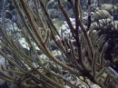flamingo_tongue3 * 2048 x 1536 * (1.35MB)