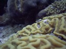 goby * A cool little goby * 2048 x 1536 * (1.31MB)