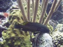 grouper_black * A black grouper * 2048 x 1536 * (1.32MB)