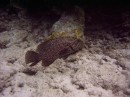grouper_comb_maybe * A grouper - maybe a comb grouper?? * 2048 x 1536 * (1.31MB)