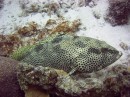 grouper_rock_hind * A Rock Hind * 2048 x 1536 * (1.32MB)