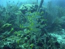 grunt_smallmouth_banded_butterflyfish * We think these are smallmouth banded grunts and a banded butterfly fish at the top * 2048 x 1536 * (1.34MB)