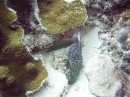 moray * A spotted moray * 2048 x 1536 * (1.31MB)