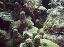 moray_green * A green moray * 2048 x 1536 * (1.33MB)