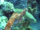 moray_green2 * Another green moray * 2048 x 1536 * (1.34MB)