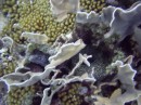 moray_spotted * A spotted moray wrapped in coral. * 2048 x 1536 * (1.32MB)