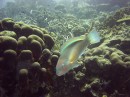 parrot_princess * A Princess Parrotfish * 2048 x 1536 * (1.35MB)