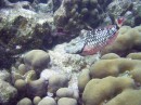 parrot_stoplight_initial_phase * A Stoplight Parrotfish * 2048 x 1536 * (1.33MB)