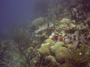 porcupinefish * Porcupine fish - there were two playing and swimming toward Chris. It was unusual that they swam so close. * 2048 x 1536 * (1.29MB)