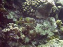 porpcupine * Porcupine fish * 2048 x 1536 * (1.31MB)