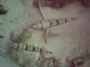 sand_diver * Two Sand Divers hanging out in the sand * 2048 x 1536 * (1.32MB)