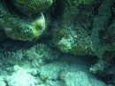 scorpion_spotted1 * The first Spotted Scorpion fish * 2048 x 1536 * (1.33MB)
