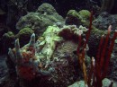 scorpion_spotted3 * The second Spotted Scorpion fish * 2048 x 1536 * (1.33MB)