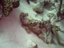 scorpion_spotted_2 * The third Spotted Scorpion fish * 2048 x 1536 * (1.33MB)