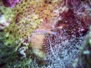 shrimp * A shrimp hanging around what we think are it's eggs. There were tons of these * 2048 x 1536 * (1.3MB)