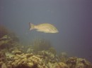 snapper * Snapper * 2048 x 1536 * (1.33MB)