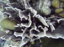 soapfish * It's hard to see, but there is a Soap Fish hiding in this coral. They are pretty wierd looking/acting fish. * 2048 x 1536 * (1.32MB)