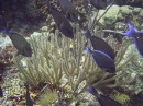 surgeon_and_bluetang2 * moved to the next spot and attacked another spot of coral * 2048 x 1536 * (1.33MB)