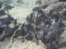 surgeon_ocean * Lots of Ocean Surgeonfish 