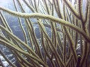 trumpet1 * A trumpetfish hanging out in the soft coral * 2048 x 1536 * (1.32MB)