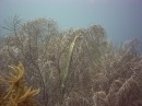 trumpetfish2 * Another one of our many pictures of trumpetfish * 2048 x 1536 * (1.35MB)