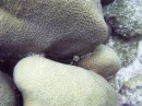 trunkfish_smotth_juvenile * This picture didn't turn out great, but it's basically this pea-sized 